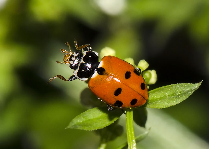 Coccinellidae Hippodamia variegata